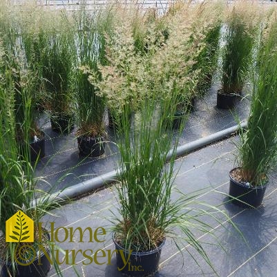 Calamagrostis x acutiflora 'Karl Foerster'