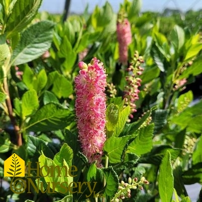 Clethra alnifolia 'Ruby Spice'