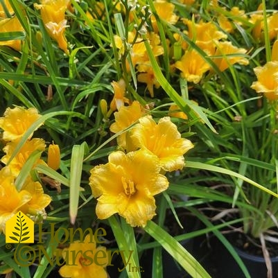 Hemerocallis 'Mini Stella'