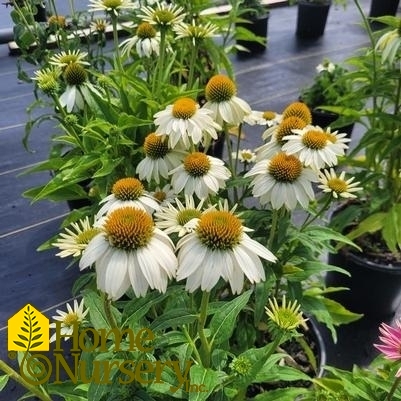 Echinacea purpurea PowWow® 'White'