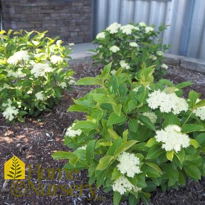 Viburnum cassinoides Lil' Ditty®