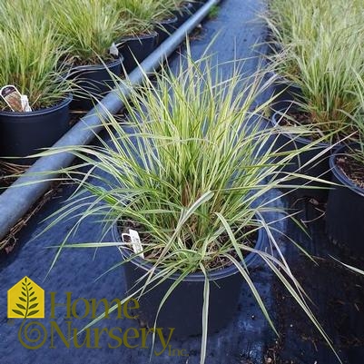 Calamagrostis x acutiflora 'Overdam'