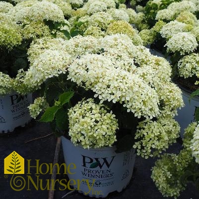 Hydrangea arborescens Invincibelle Limetta®