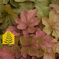 Heuchera x villosa Big Top Caramel Apple