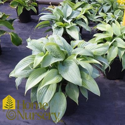 Hosta x 'Fragrant Blue'