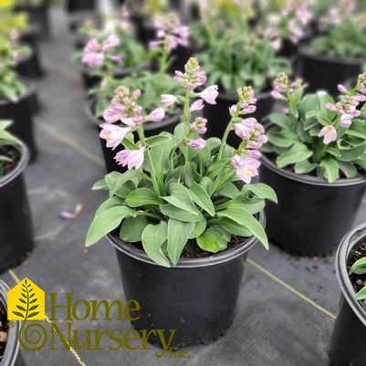 Hosta x 'Blue Mouse Ears'