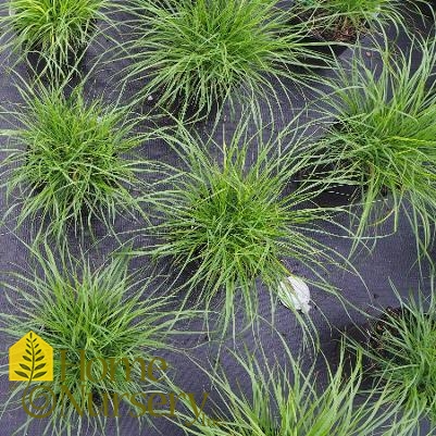 Pennisetum alopecuroides 'Hameln'