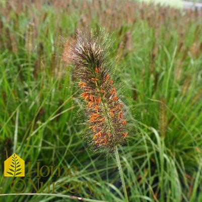 Pennisetum alopecuroides 'Puppy Love'