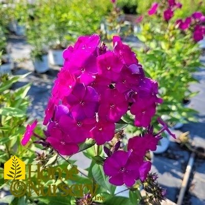 Phlox paniculata Luminary™ 'Ultraviolet'