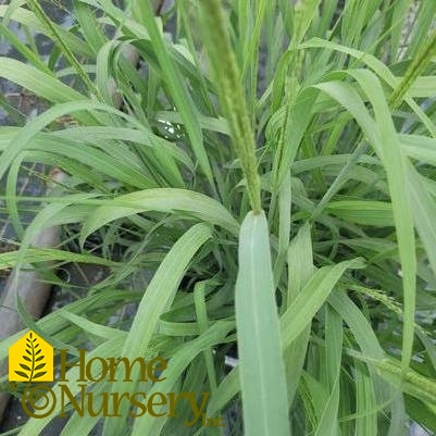 Panicum virgatum Prairie Winds® Niagara Falls®