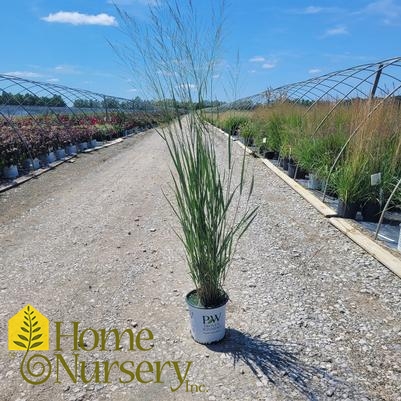 Panicum virgatum Prairie Winds® 'Totem Pole'