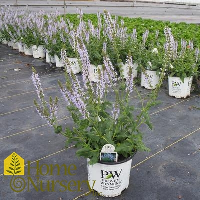 Salvia nemerosa Color Spires® 'Crystal Blue'