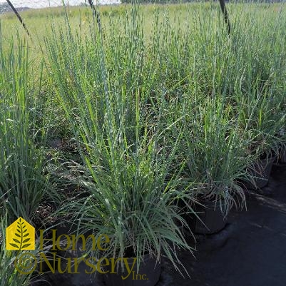 Schizachyrium scoparium 'Standing Ovation'