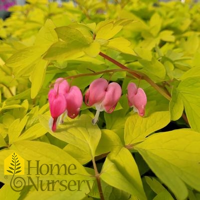 Dicentra spectabilis 'Gold Heart'