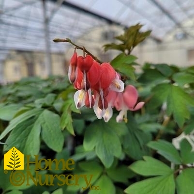 Dicentra spectabilis Valentine®