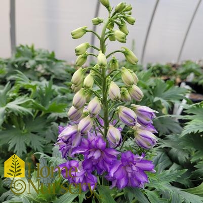 Delphinium Delgenius® 'Glitzy'