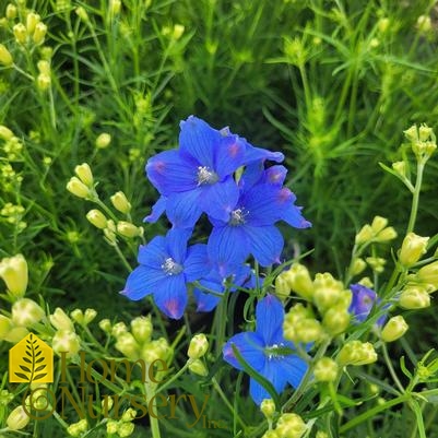 Delphinium grandiflorum 'Diamonds Blue'