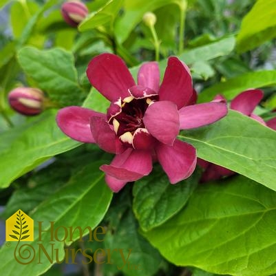 Calycanthus floridus Simply Scentsational®