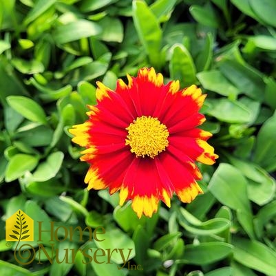 Coreopsis x Uptick™ Red