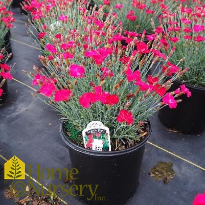 Dianthus x allwoodii 'Frosty Fire'