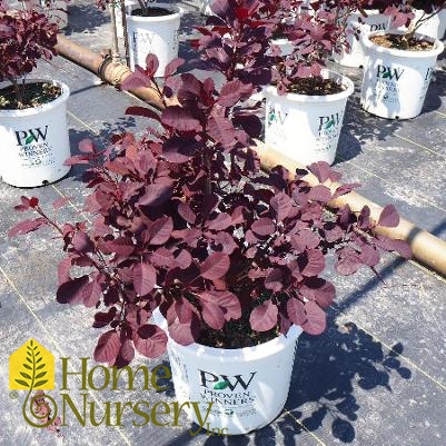 Cotinus coggygria Winecraft Black®