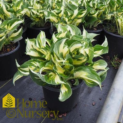 Hosta x 'Fire and Ice'