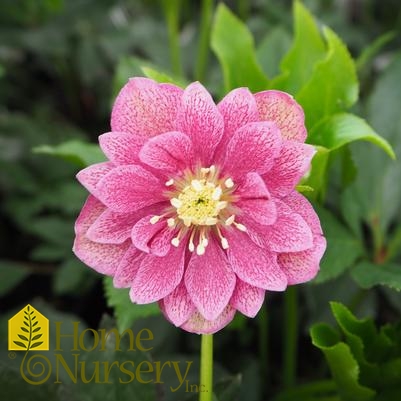 Helleborus x Wedding Party® 'Maid of Honor'