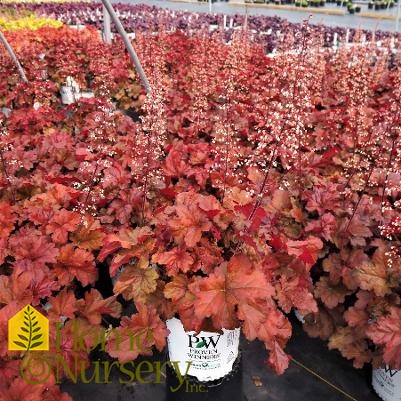 Heuchera x Primo® 'Mahogany Monster'