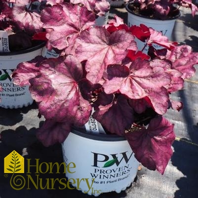 Heuchera x Primo® 'Wild Rose'