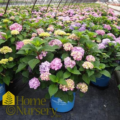 Hydrangea macrophylla Endless Summer® Bloomstruck®