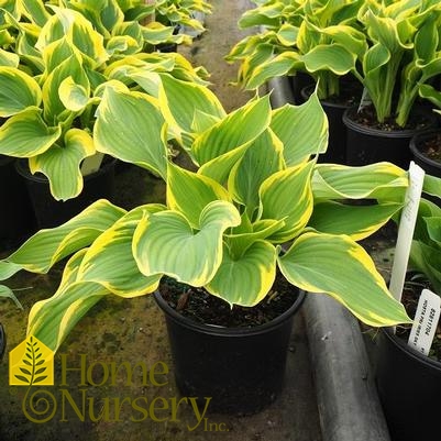 Hosta x 'Sagae'