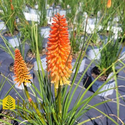 Kniphofia x Pyromania® 'Backdraft'