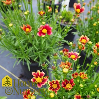 Coreopsis x Li'l Bang™ 'Red Elf'