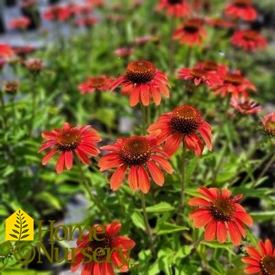 Echinacea x Sombrero® Flamenco Orange