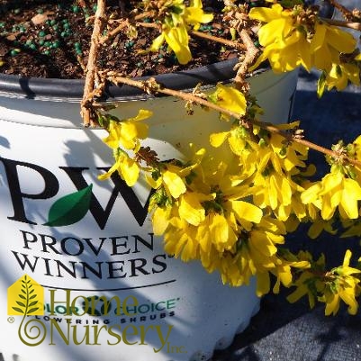 Forsythia x Show Off Starlet®