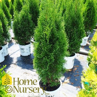 Thuja occidentalis North Pole®