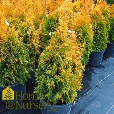 Thuja plicata Forever Goldy™