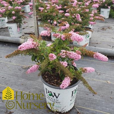 Buddleia x Pugster Pink®