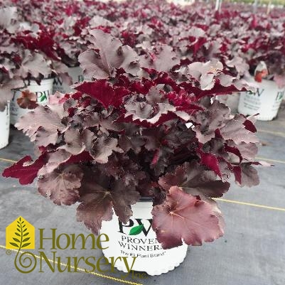 Heuchera x Primo® 'Black Pearl'