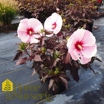 Hibiscus x 'Starry Starry Night'