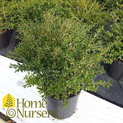 Ilex crenata 'Green Lustre'