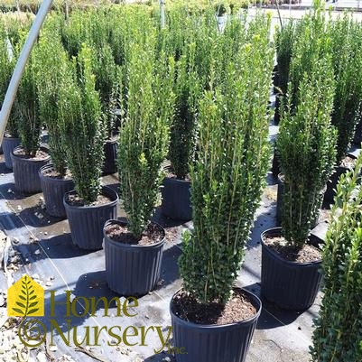 Ilex crenata 'Sky Pencil'