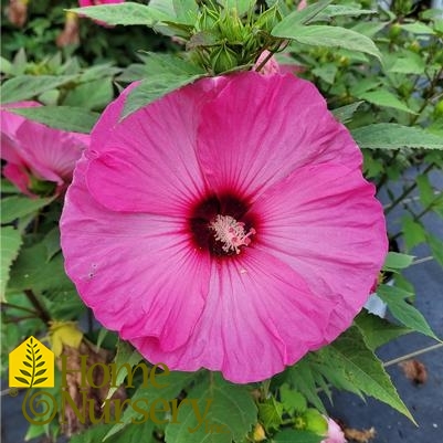 Hibiscus x Summerific® 'Candy Crush'