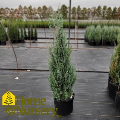 Juniperus scopulorum 'Wichita Blue'