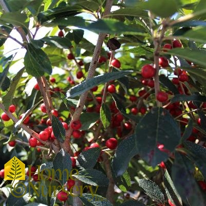 Ilex verticillata Red Sprite