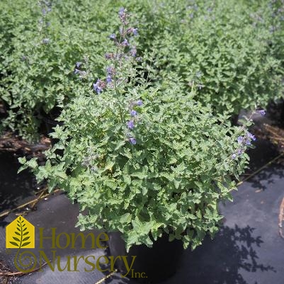 Nepeta racemosa 'Walker's Low'