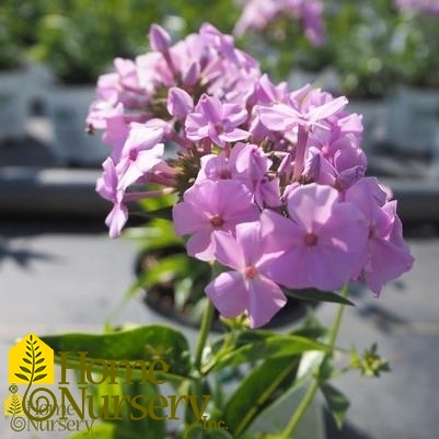 Phlox x 'Opening Act Blush'