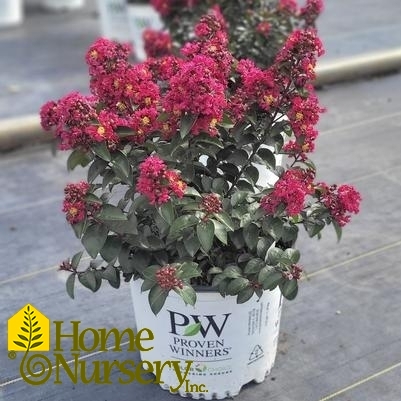 Lagerstroemia indica Rikki Tikki® Pink