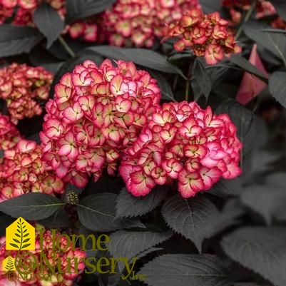 Hydrangea macrophylla Eclipse