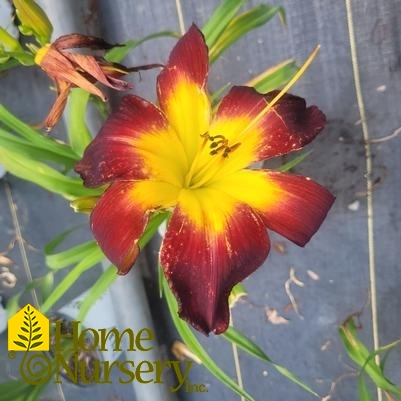 Hemerocallis Rainbow Rhythm® Persian Ruby